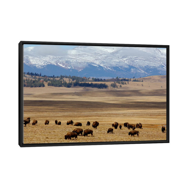 «Grazing Bison (American Buffalo) Herd on The Plain», reproduction de photo sur toile, H 18 po x l 26 po x P 1,5 po
