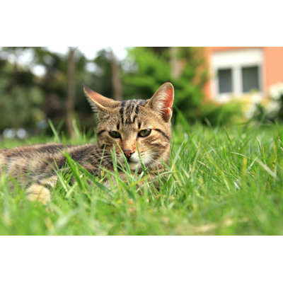 Cat In Green by Imagedepotpro - No Frame Print on Canvas