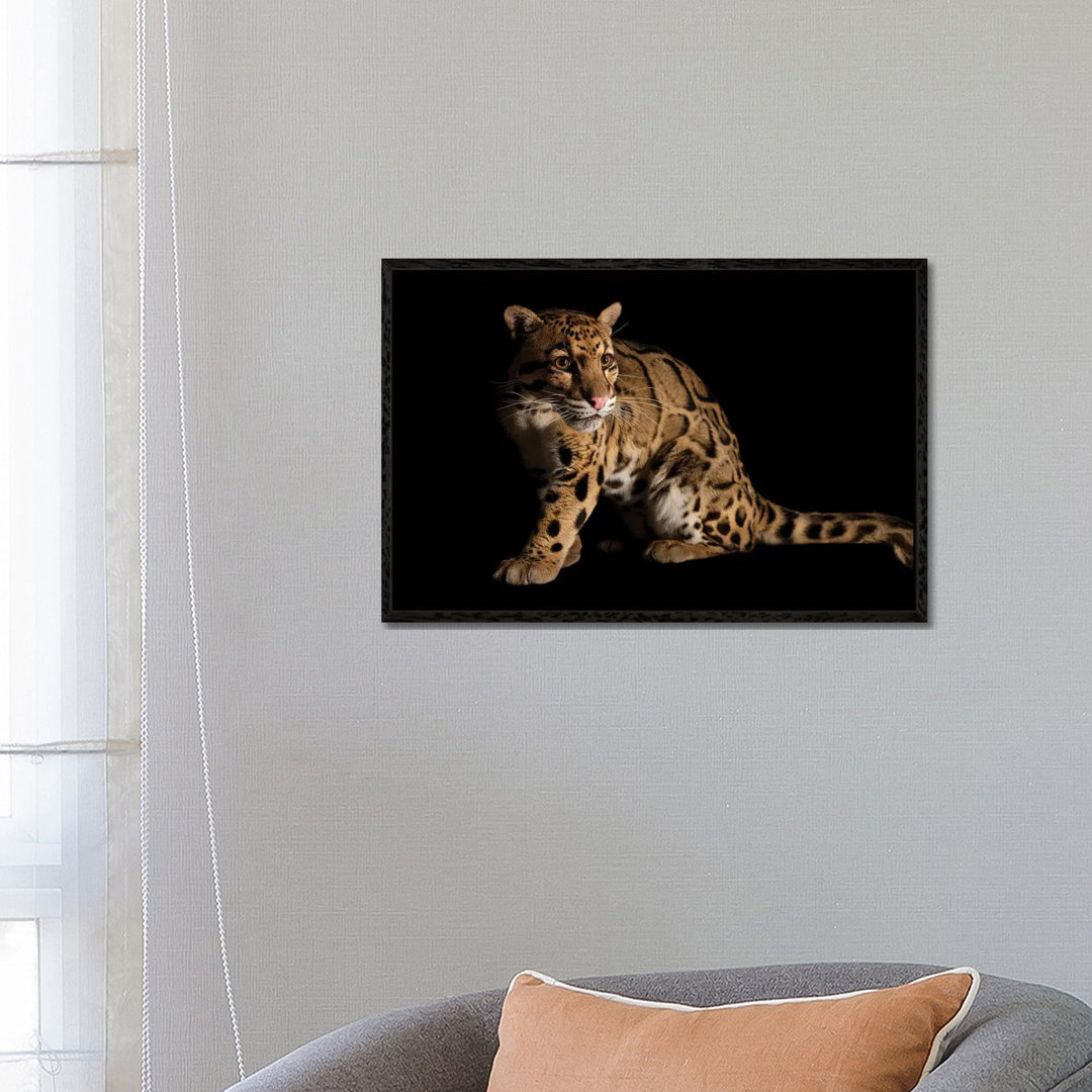 A Vulnerable And Federally Endangered Clouded Leopard At The Houston Zoo II von Joel Sartore - Gallery-Wrapped Canvas Gi...