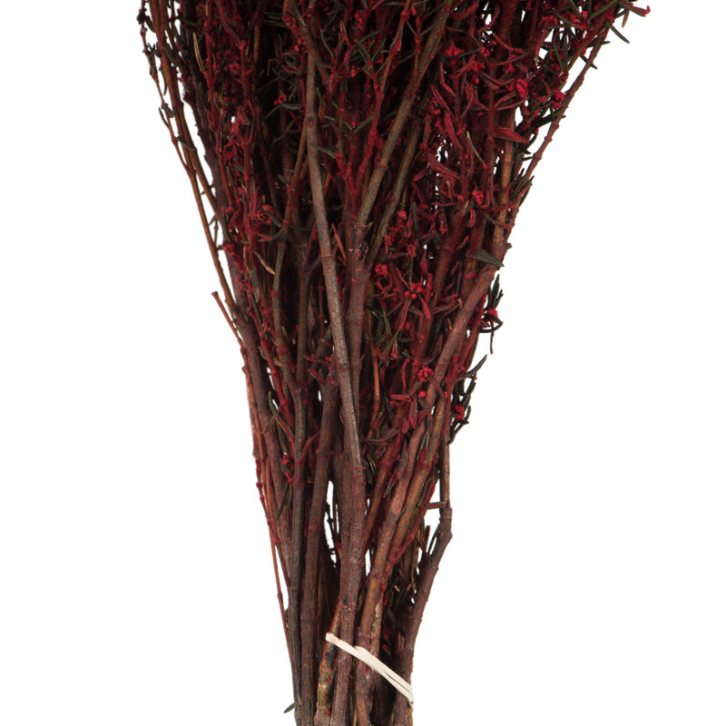 Preserved Grabia Arrangement, Red