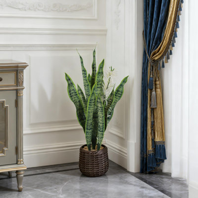 20.2cm Plant