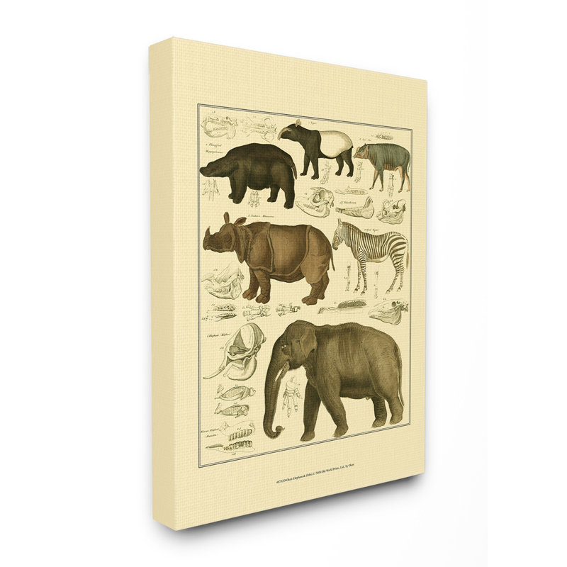 « animal anatomie illustration », impression, H 30 po x l 24 po x P 1,5 po, Toile