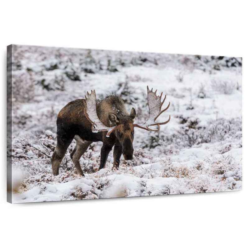 Brampt Alaskan Winter Moose, 16" H x 24" W