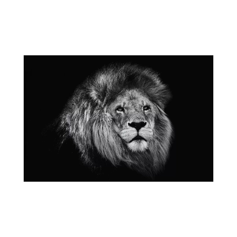 African Lion In Black And White by David Whelan - Wrapped Canvas Print, 20.32 cm H x 30.48 cm W