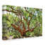 «Large Tree» de Yareny, reproduction de photo sur toile tendue-30365655