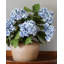 Green Double Hydrangea 36"-1746310716