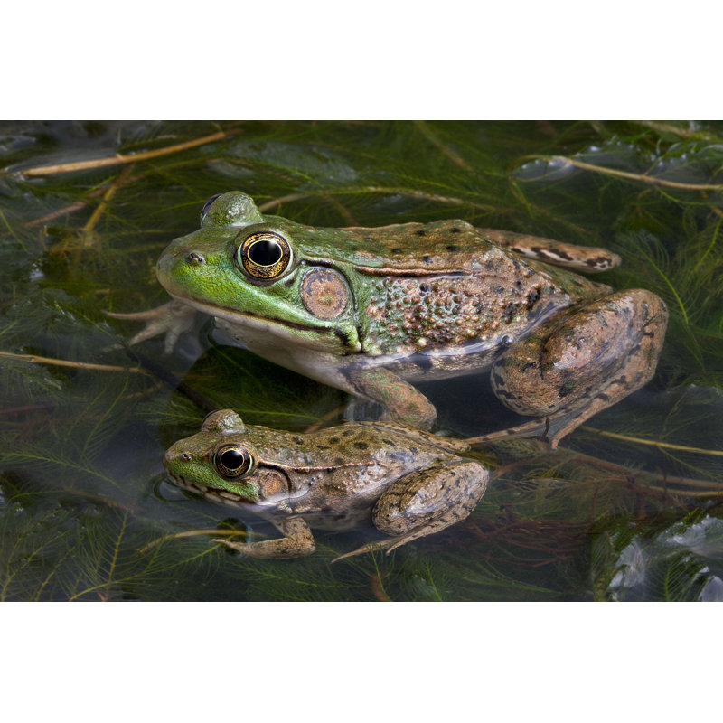 «Frog are sitting» par Cathykeifer - photographie sur toile tendue, H 8 po x l 12 po