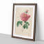 Pink Blush Cabbage Rose by Pierre-Joseph Redoute - Picture Frame Painting Print-55583735-55583739