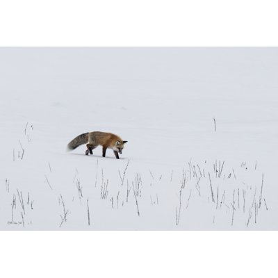 Red Fox 3 - reproduction sur toile tendue