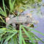 Life's A Beach Alligator Garden Statue