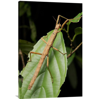 " Stick Insect "