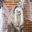 Squelette animé de 6 pi avec décorations d'Halloween d'intérieur