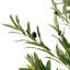200cm Plant