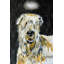 «Soft Coated Wheaton Terrier Angel» par Jay Schmetz, reproduction sur toile-22200822