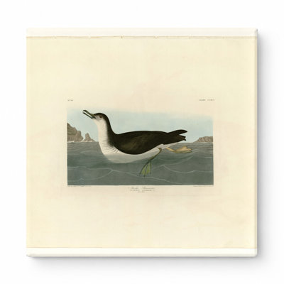 Manks Shearwater, Plate CCXCV (1835) — Square Canvas Wall Art