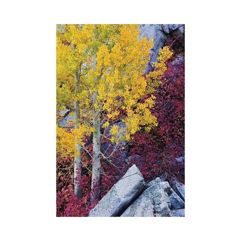 Usa, California, Sierra Nevada Mountains. Mountain Dogwood And Aspen Trees In Autumn. by Jaynes Gallery - Wrapped Canvas Gallery-Wrapped Canvas Giclée