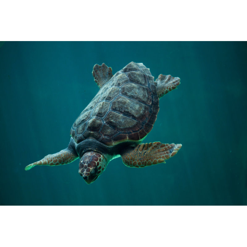 Loggerhead Sea Turtle by Wrangel - Wrapped Canvas Print, 81 cm H x 122 cm W