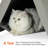 Chantae Tent Pet Bed-1993466483