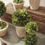 Preserved Greens Boxwood Topiary in Ceramic Pot
