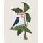 «Gracie Oaks Catesby», art sur toile tendue par Mark Gallery: Études dans la nature III-706150219