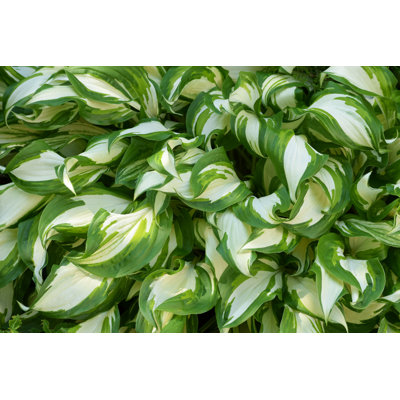 Cacey " Hosta Silver Crown "