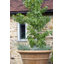 Balhi Fibreglass Planter-14486401