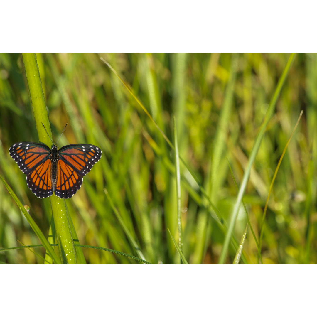 Monarch Schmetterling von Bkamprath - Kunstdrucke auf Leinwand