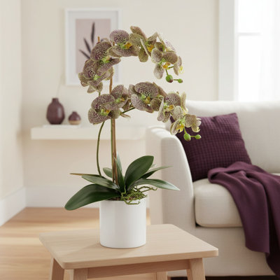 Orchids Arrangement in Pot