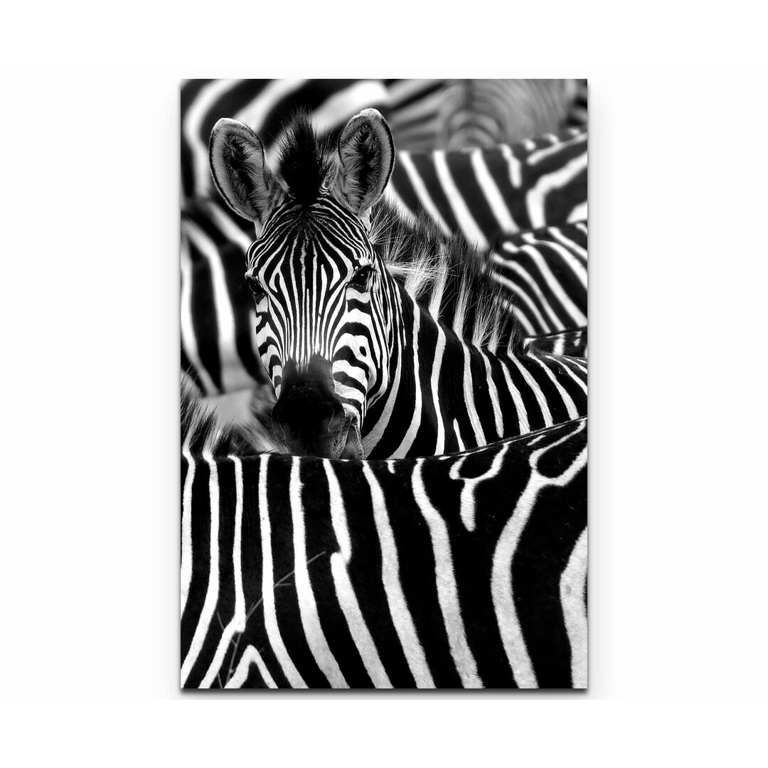 Leinwandbild Zebra in seiner Herde