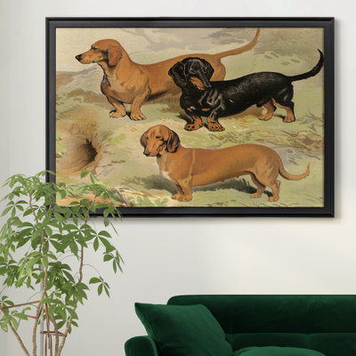" Dachsunds "