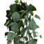 Frosted Ivy Stem with 36" Trail