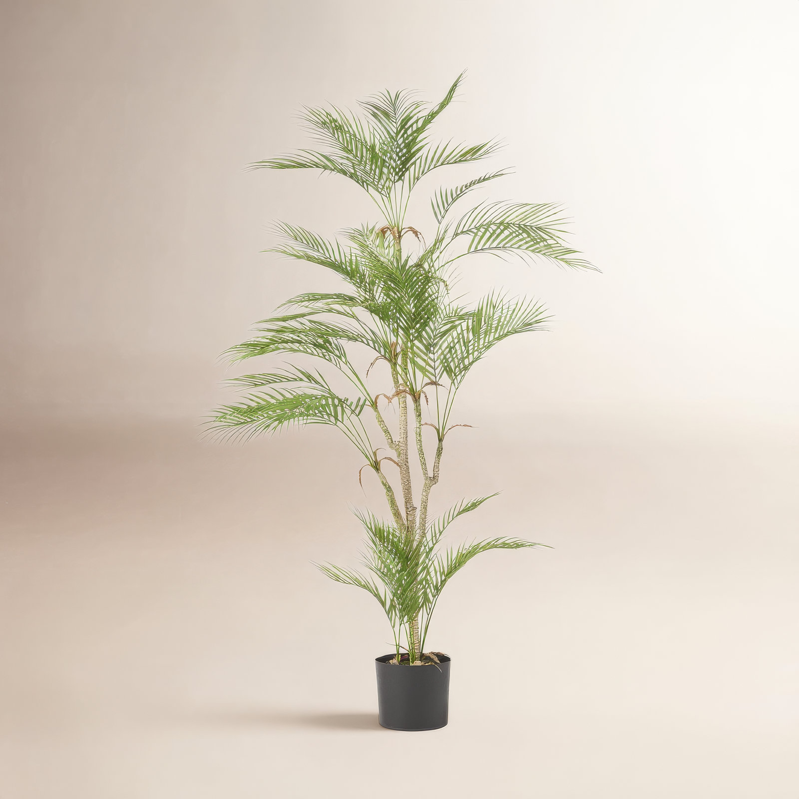 Faux Palm Tree in Plastic / Acrylic Pot, 41.34" H x 33.86" W x 27.56" D