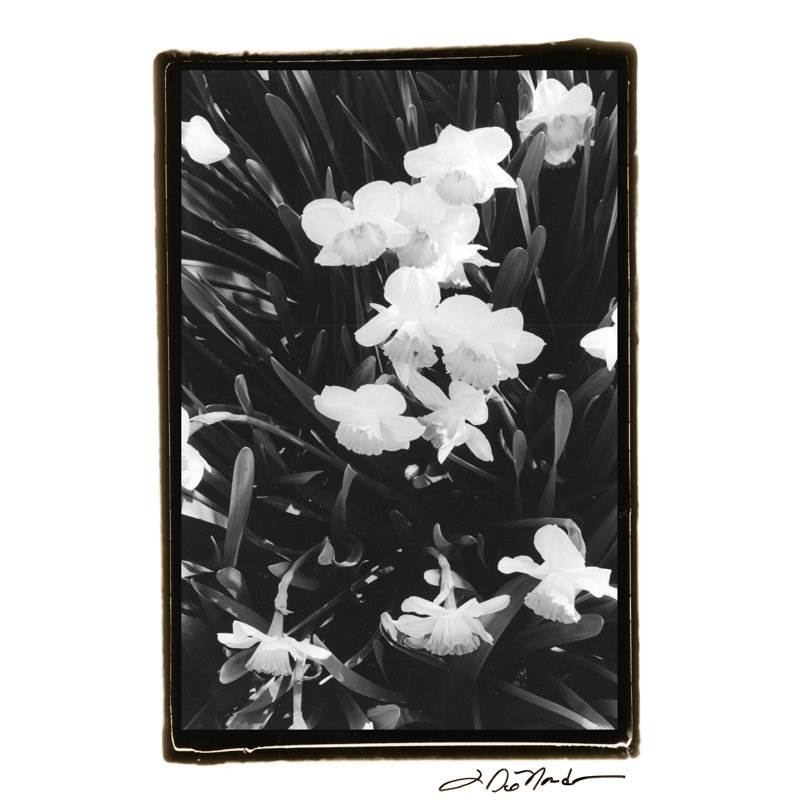 Springtime Garden V by Laura DeNardo - Wrapped Canvas Art Prints, 46cm H x 30cm W x 3.8cm D