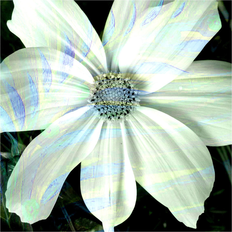 Zenobia II - Wrapped Canvas Print, 30cm H x 30cm W x 3.8cm D