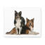 Border Collie Couple, Border Collie-840977118