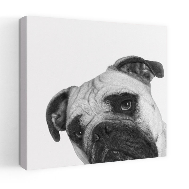 Art contemporain pour chien Que Pasa, H 32 po x l 32 po