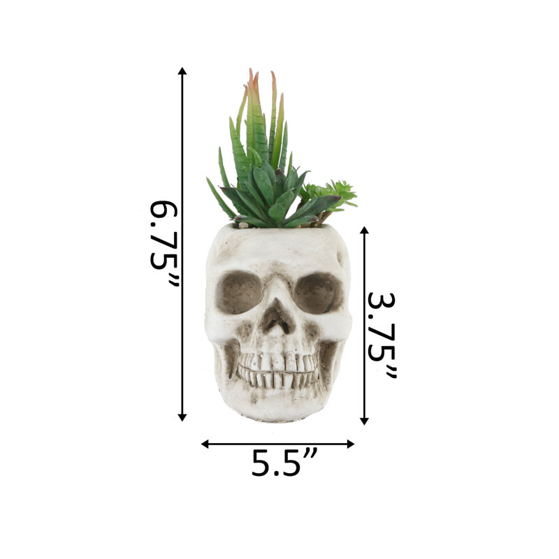 Station de travail succulente 5" en pot