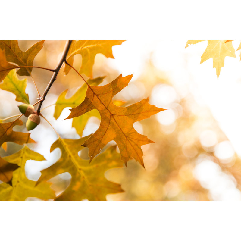 Autumn Leaves by Ranasu - No Frame Print on Canvas, 81cm H x 122cm W