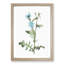 Chicory Flowers by Pierre-Joseph Redoute - Picture Frame Painting Print-55536261-55536263