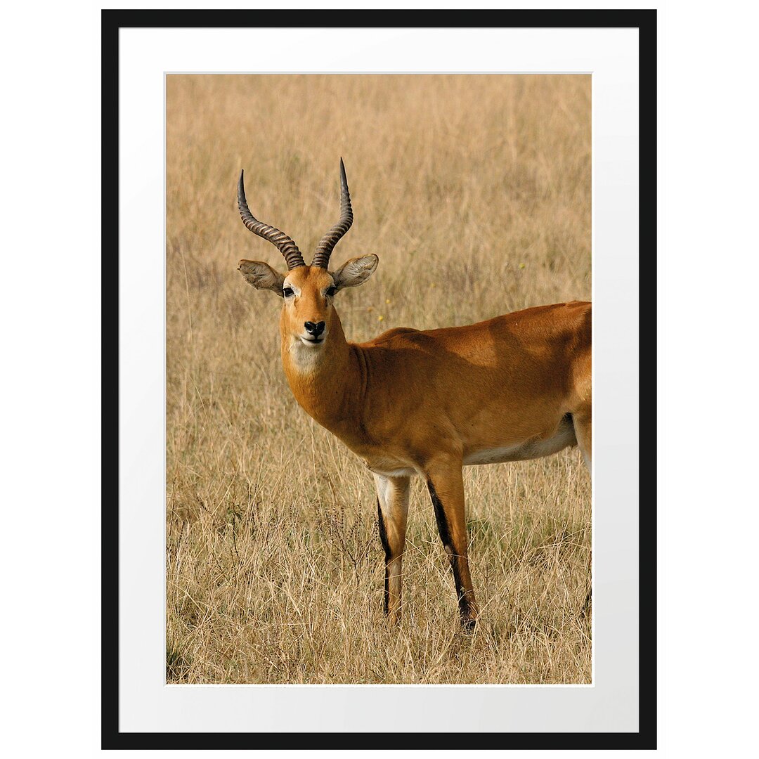 Gerahmtes Poster Dorkasgazelle im trockenen Gras