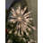 14.17'' Lighted Tree Topper