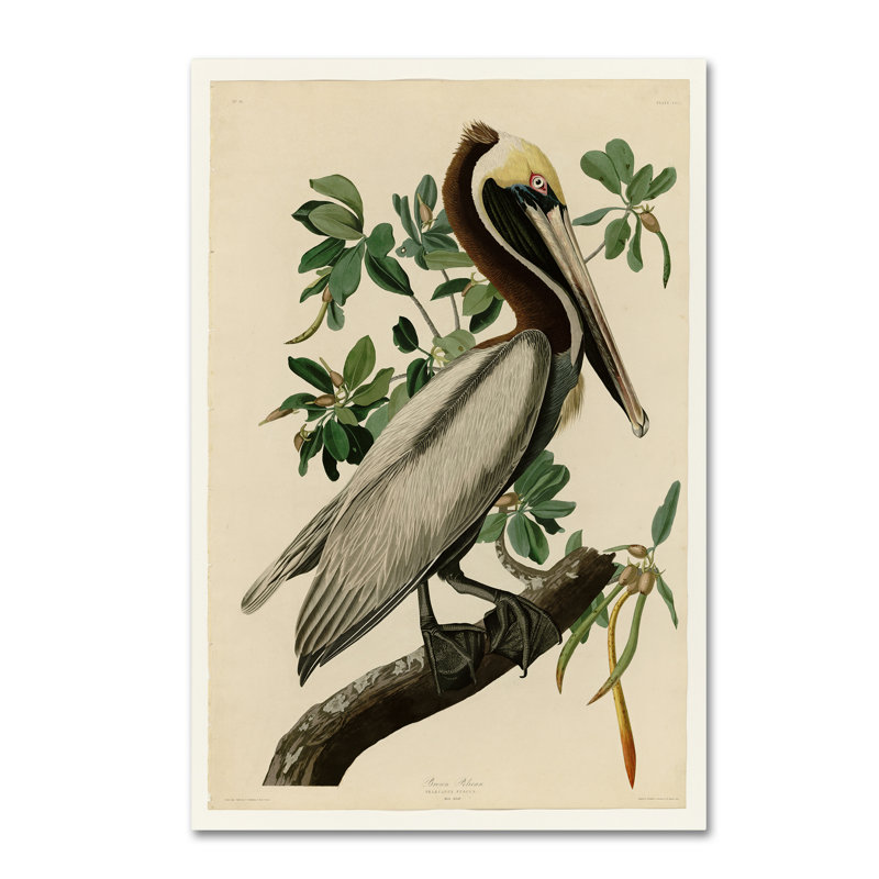 «Brown Pelicanplate 251» par John Audubon, reproduction sur toile tendue, H 47 po x l 30 po