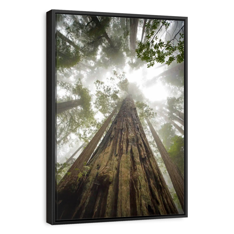 Séquoias, séquoia, forêt, Cadre flottant noir, 27 po x 40 po