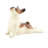 Yoga Dog Statue