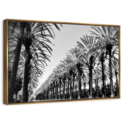 Palmiers en ordre