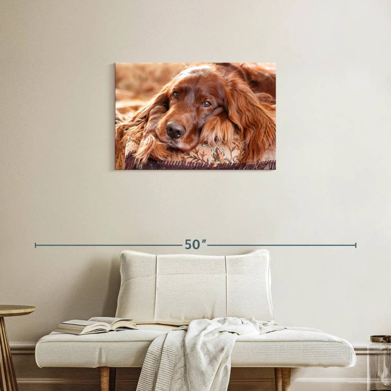 Setter irlandais Brampt, H 20 po x l 30 po