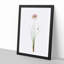 Autumn Onion Flowers by Pierre-Joseph Redoute - Single Picture Frame Painting-55457008-55457009