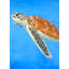 Tortue de mer - décor de salon exotique mat