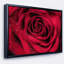 «Red Rose Petals with Rain Droplets», photographie-401517737-401517747