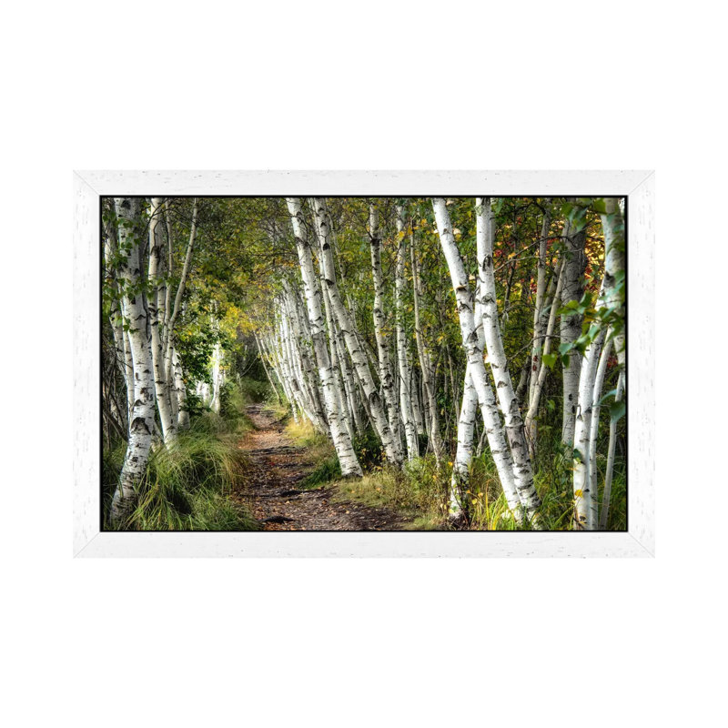 A Walk Through The Birch Trees by Danny Head - Print on Canvas, 66.04 cm H x 45.72 cm W, White Framed, White Framed